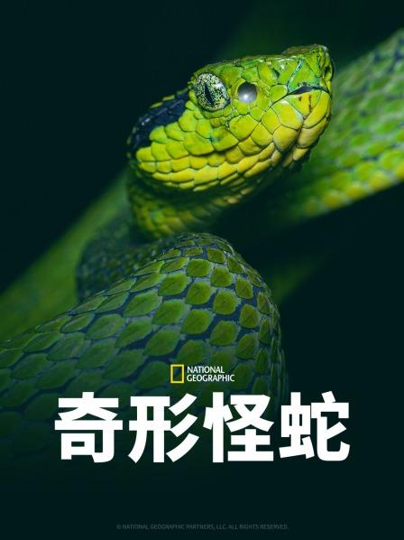 扣扣传媒《奇形怪蛇》免费在线观看